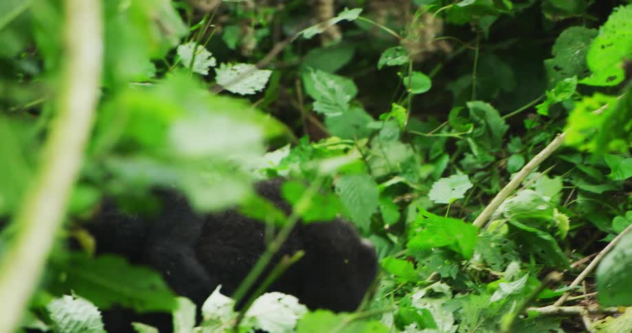 Two gorillas fight in the jungle