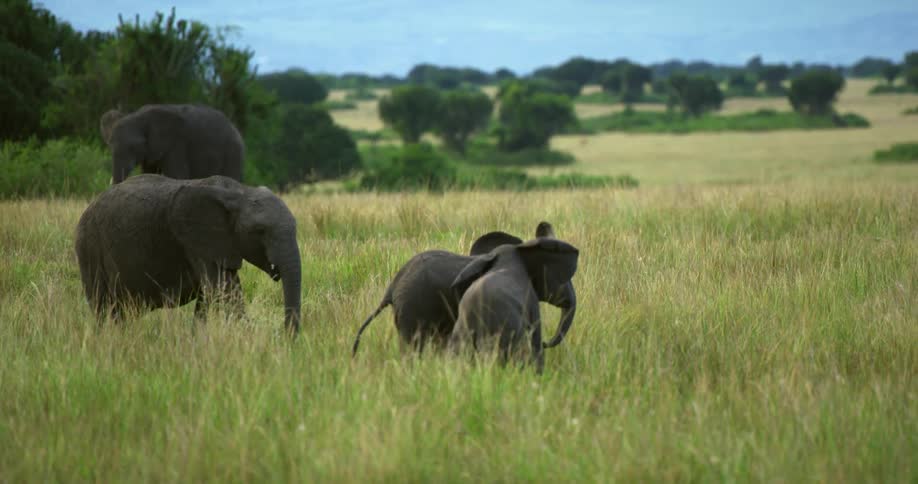 Elephants are grazing in the field of grass