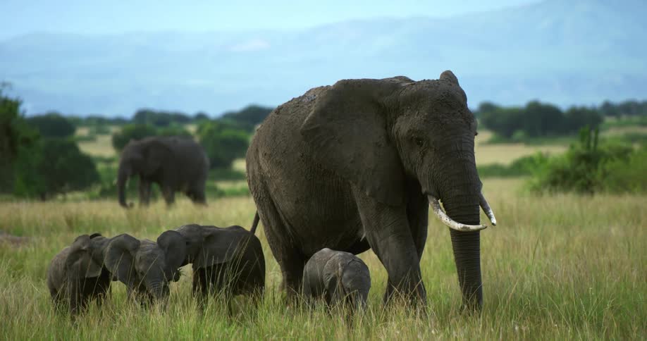 Elephant and its calfs walk in the green field