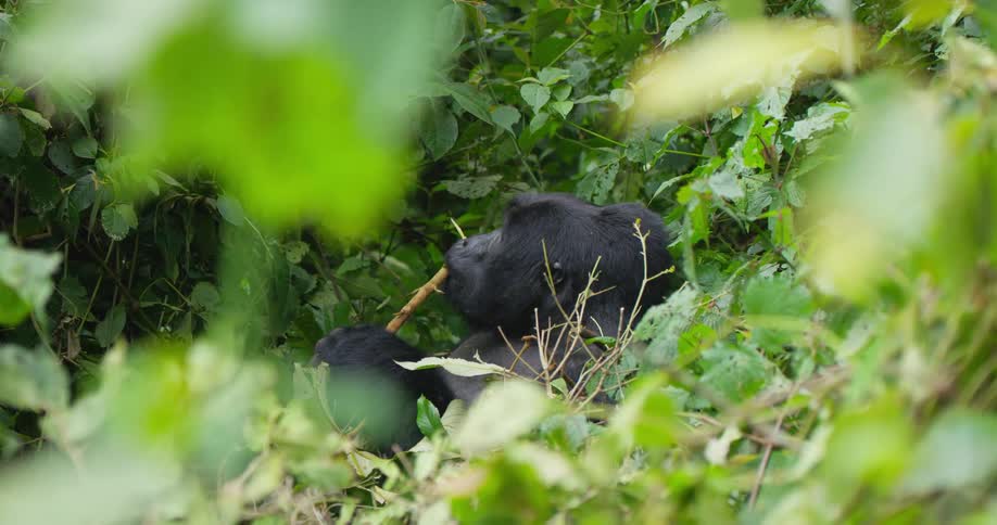 Gorilla eats in green tree in the forest