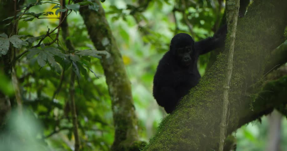 A young primate holds onto the branch of a tree before climbing upwards