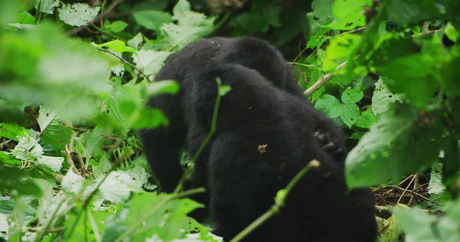 Two gorillas play in bushes