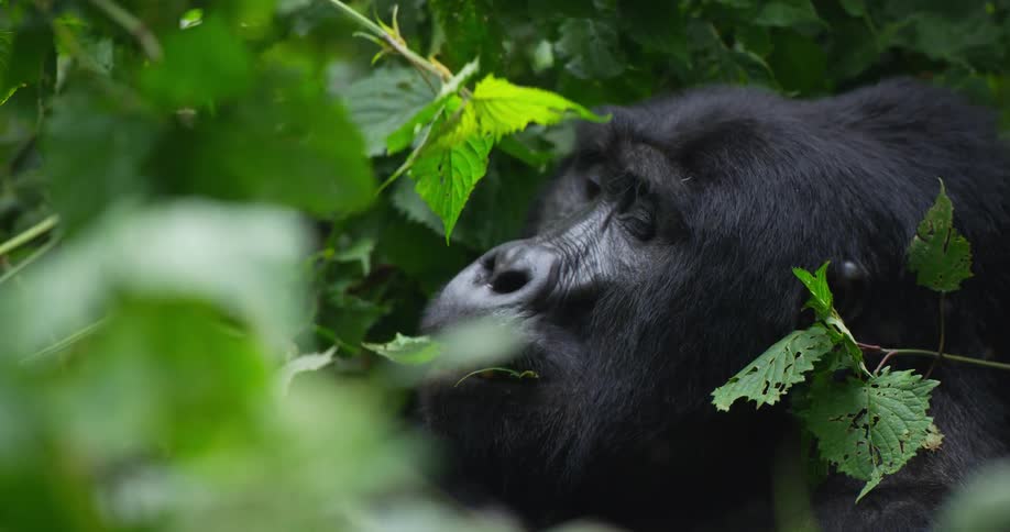 Gorilla eats green leaves in the tree