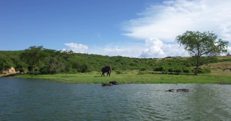 Elephants are shown grazing and hippos bathing in a lake surrounded by hills and bushes