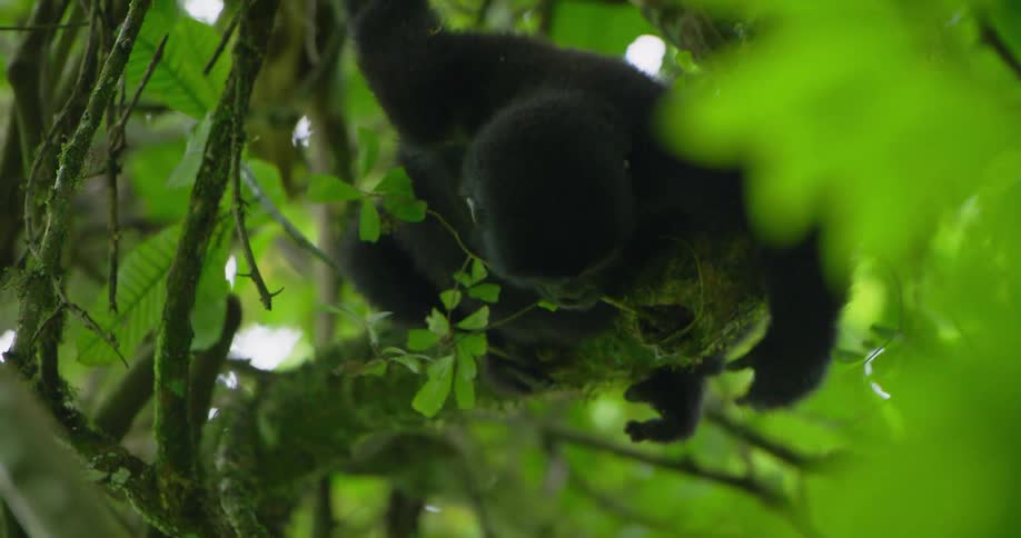 A monkey clings to branches while sitting in a tree