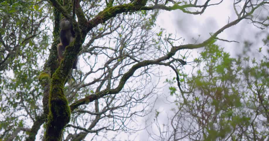 Monkey crawls along branch in tree under a cloudy sky