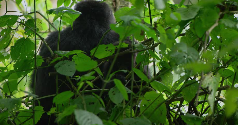 A monkey is sitting in a tree with her baby as the leaves move in the breeze