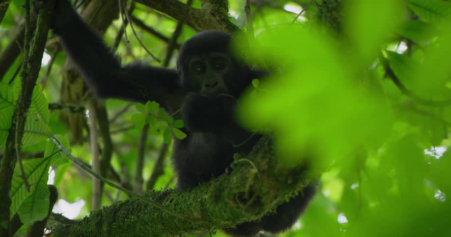 Gorilla sits in green tree in the forest