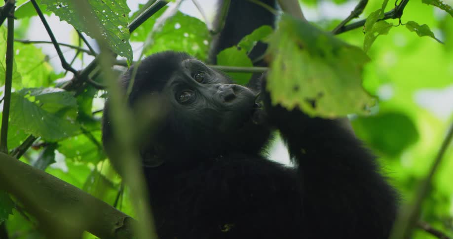 Primate chews leaves while climbing in tree