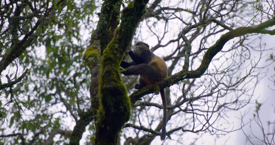 A primate is seen in a tree eating