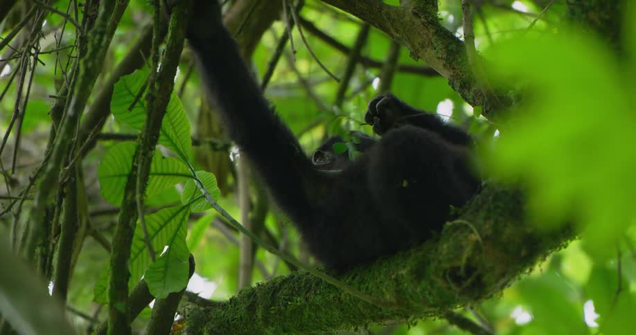 Young primate reclines on branch eating leaves