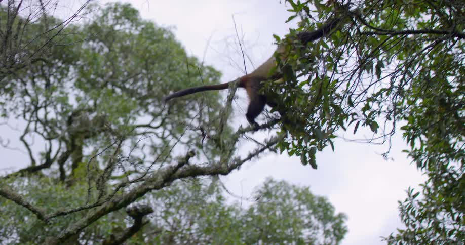 A monkey is jumping from trees in a forest