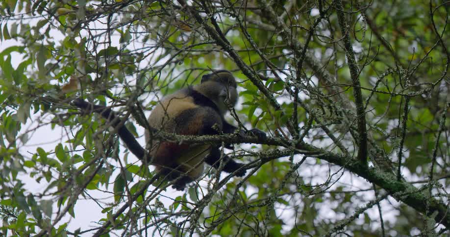 A monkey looks around as it sits in a tree