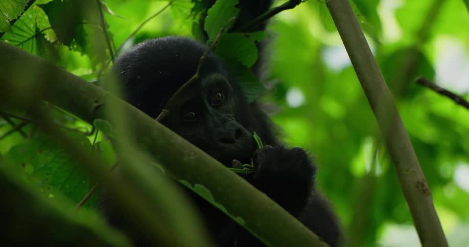 A chimpanzee is sitting in a tree eating leaves from a branch