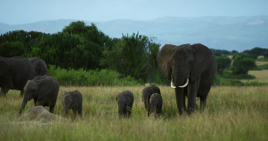 Herd of elephants walking on the green grass in the savannah