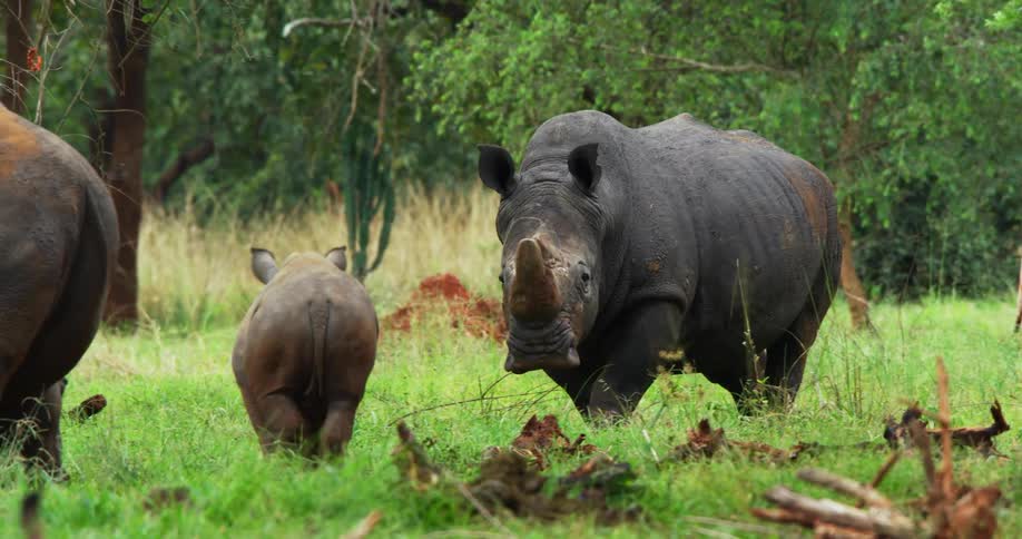Rhinos and calf walks in green field near the area with trees