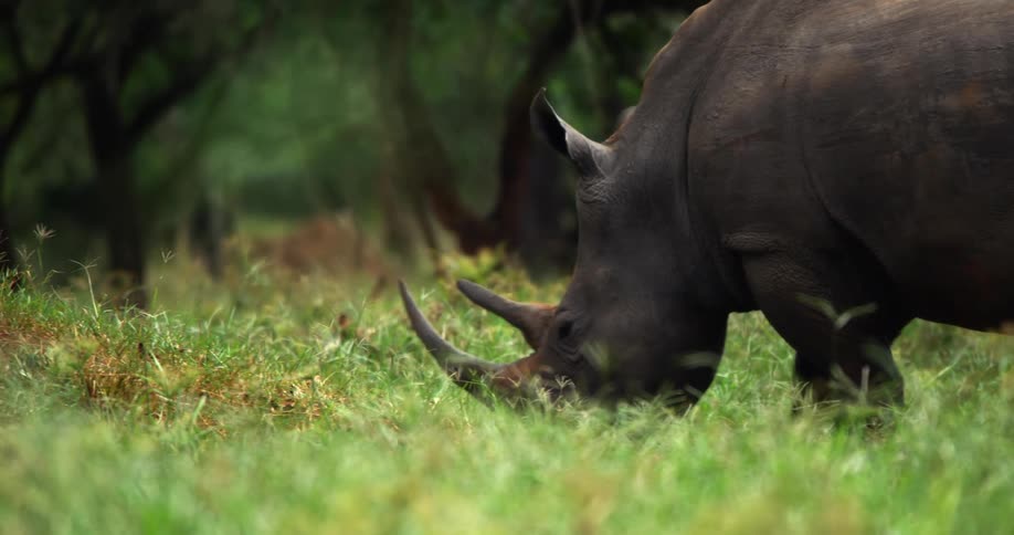 Rhinoceros graze on grass in green field