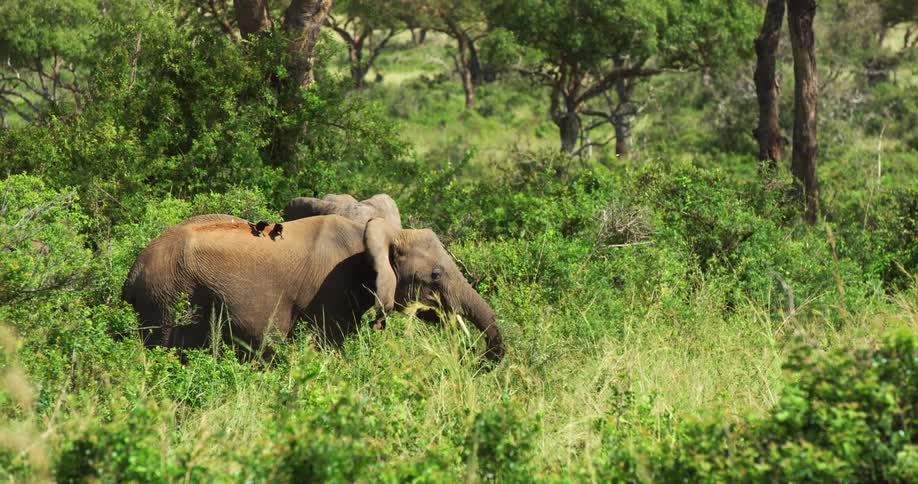 Birds fly down and relax on top of elephants grazing in a field