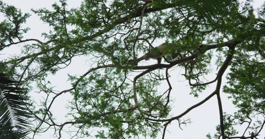 Monkey jumps off green tree in the forest