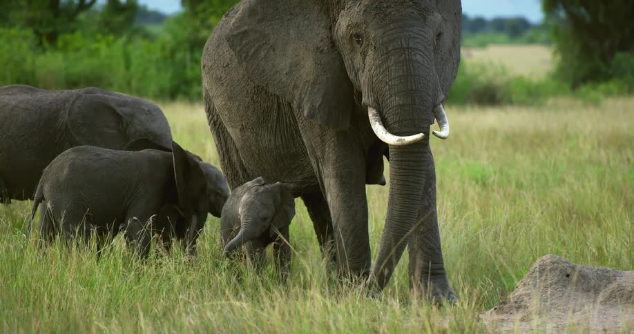 A family of elephants are grazing in a field as the mother moves her trunk between her tusks