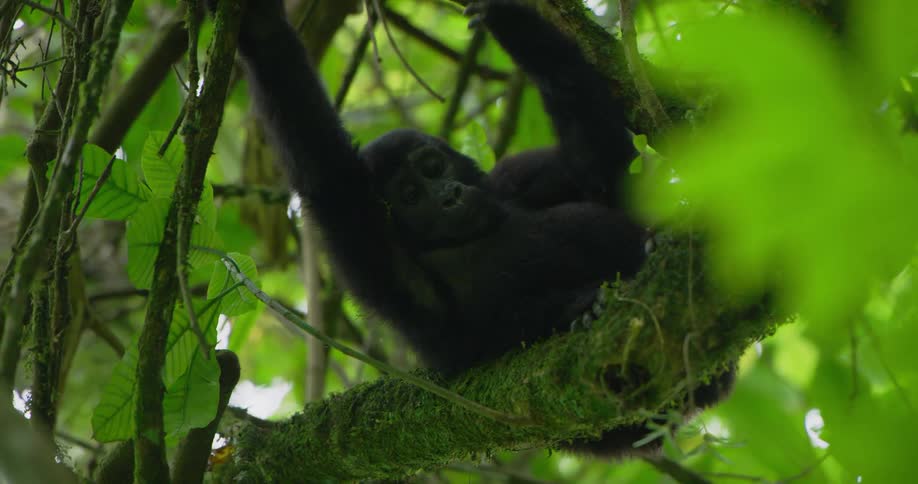 Baby gorilla sits in green tree in the forest