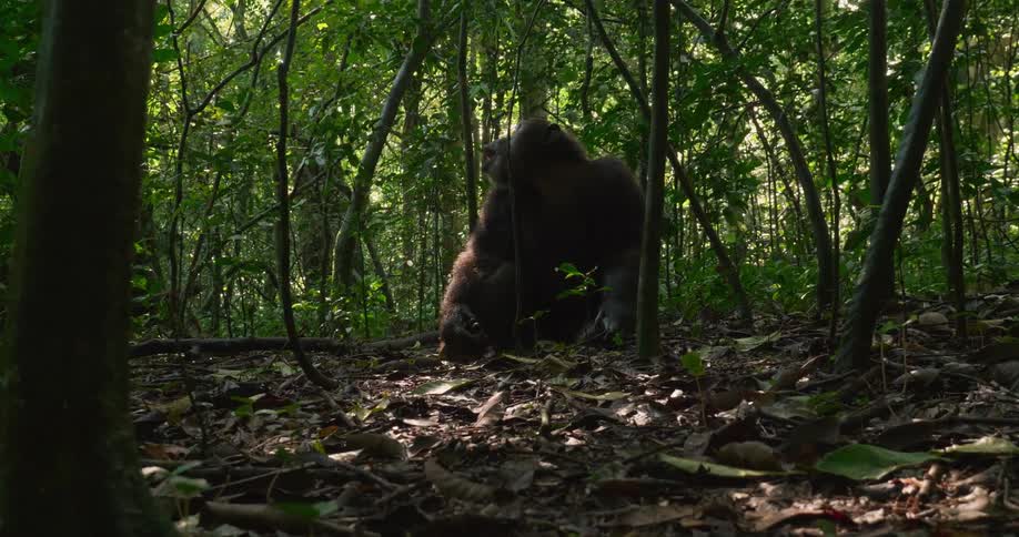A monkey looks around while sitting on the ground in a forest