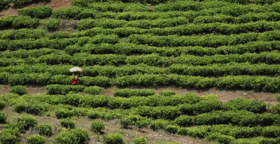 Workers work in green field on hill slope