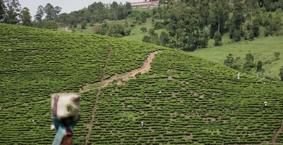 A woman is walking across a hillside holding a big burlap bag on top of her head as other people are on the hillside farm