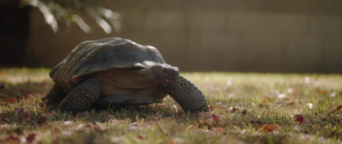 The turtle is crawling in the grass