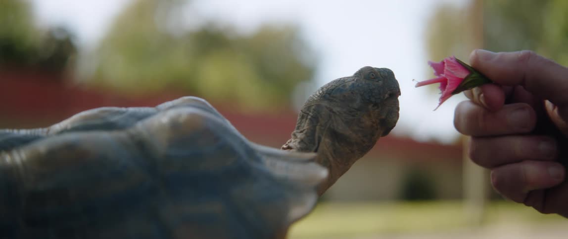 A man is holding a pink flower in his hand as a turtle eats it