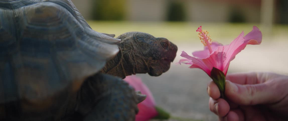 A turtle eats the petals of a colorful flower being held by a person