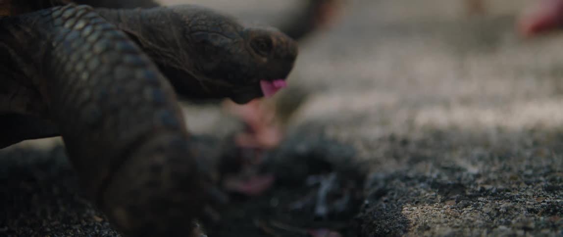 Closeup of tortoise eating flower petal and moving slowly