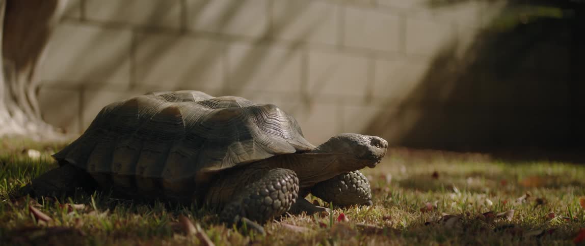A turtle is sitting on grass near a concrete wall