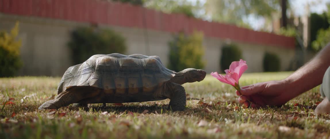 A man holds a pink flower out to his turtle