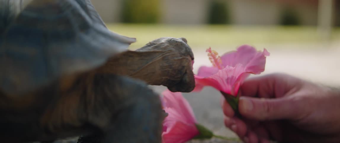 A man is holding a pink flower in his hand as a turtle eats it