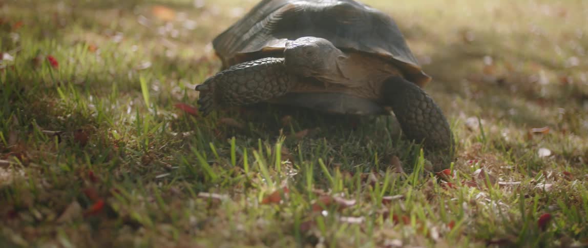 Tortoise walks across grass during the day