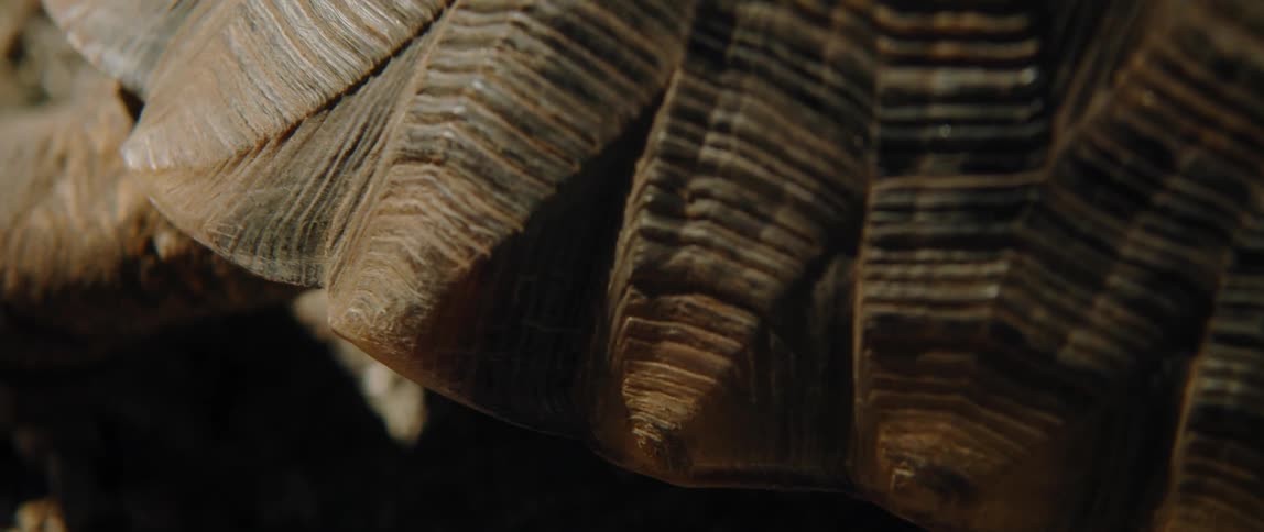 Closeup of tortoise shell moving slowly