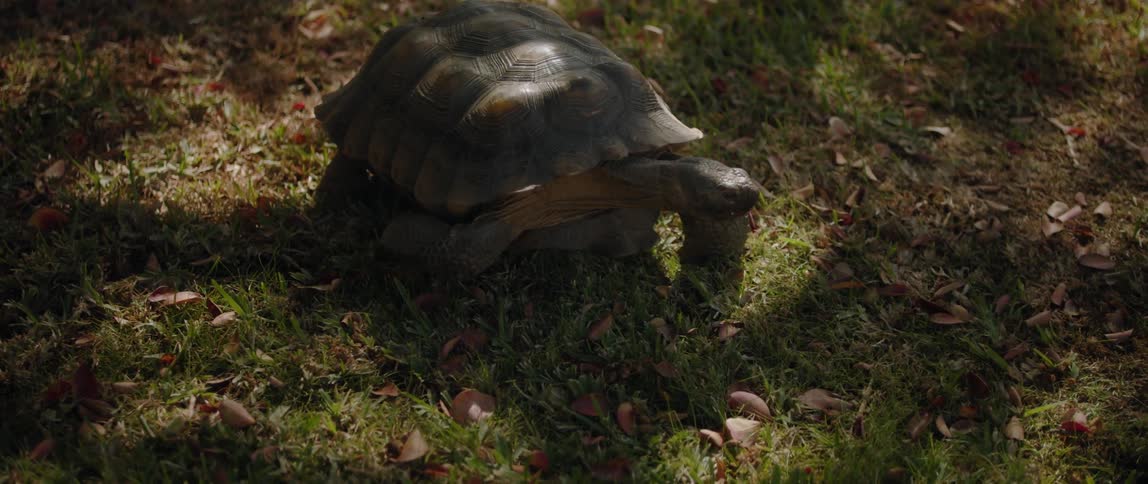 A tortoise slowly walks over a grassy lawn in the shade of trees