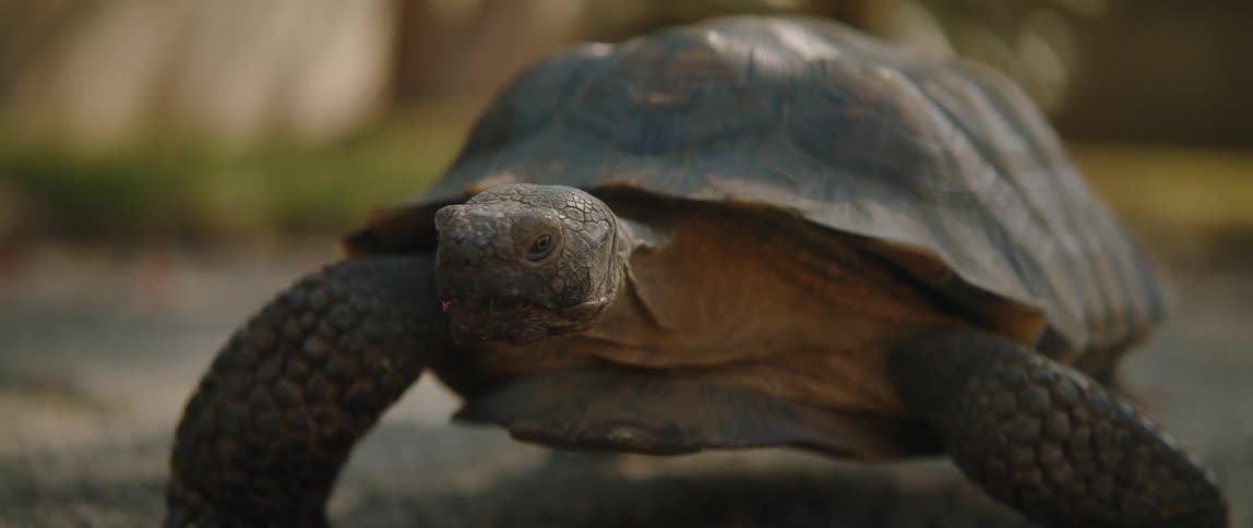 A turtle turns as it walks through a canyon
