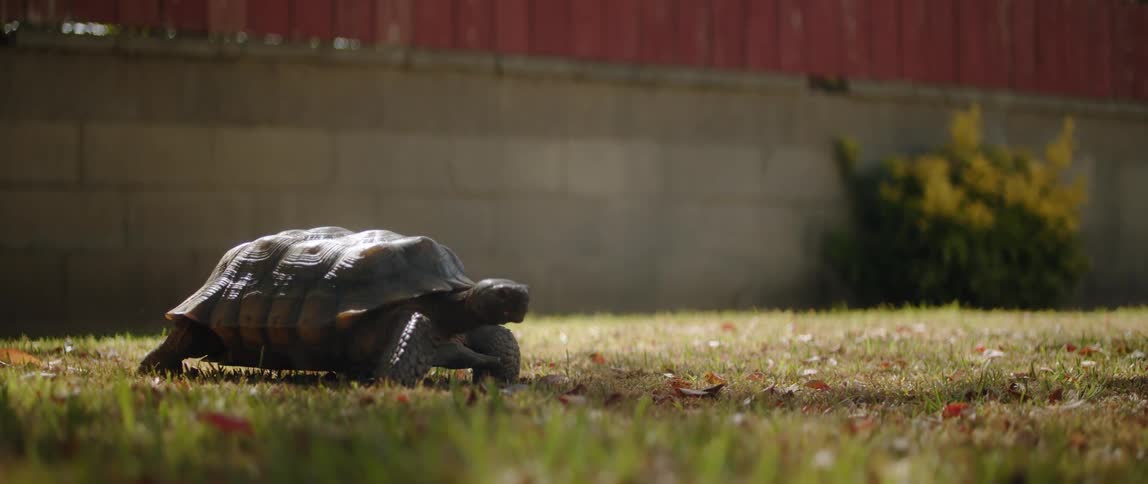 A turtle walks across a fenced yard during the day