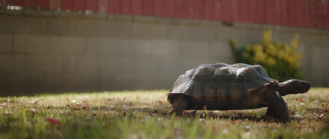 A turtle slowly walks across a fenced yard during the day