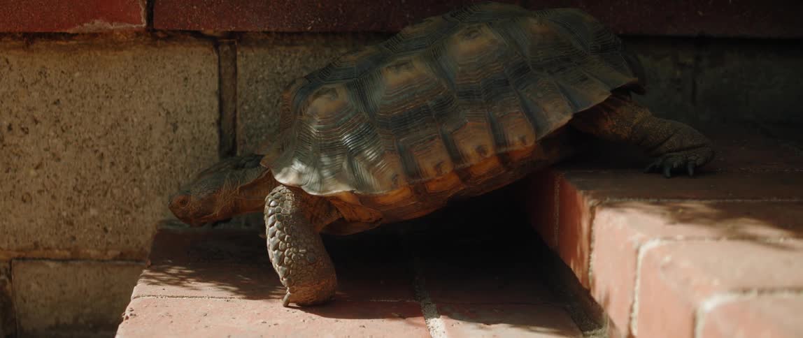 A turtle is outside walking down the steps of a building