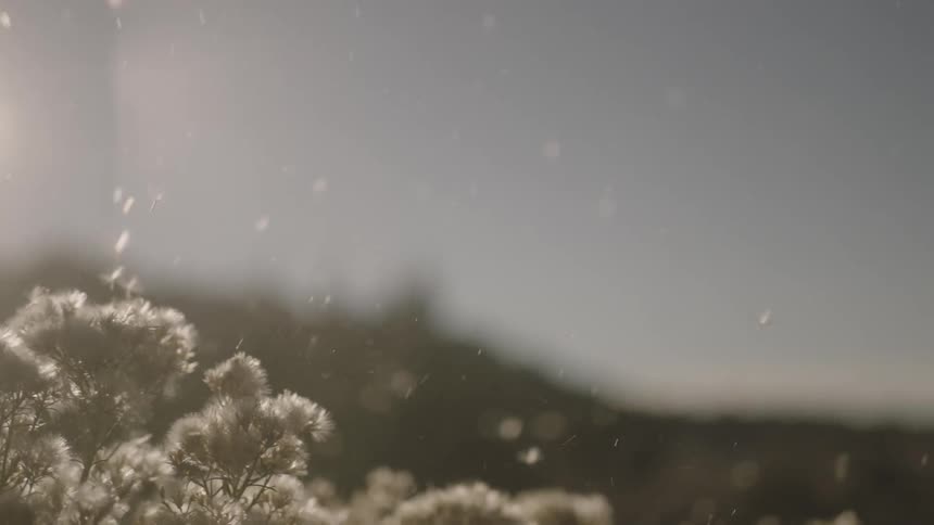 Seeds flying into the wind from plants