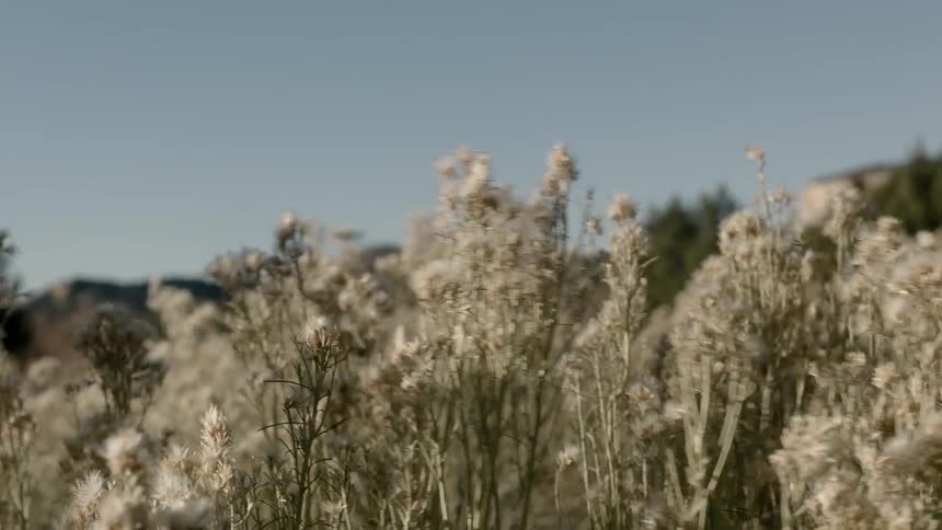The tall grass blows in the wind