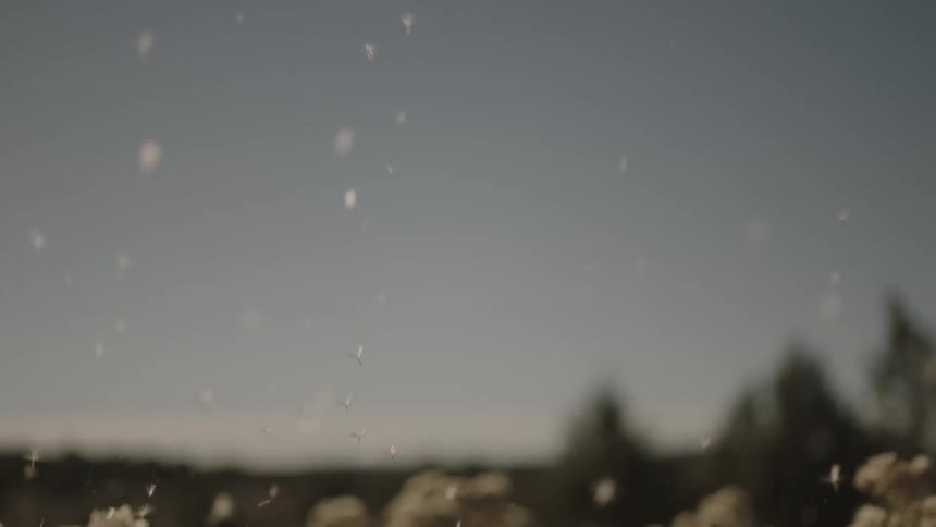 Flowers are giving off small petals in the wind
