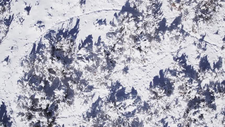 A snow covered forest crossed with tracks
