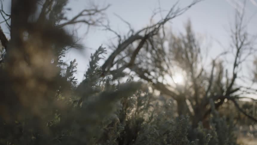 The sun shines through desert bushes