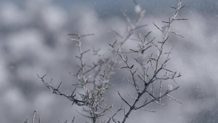 Snow falls on snow covered branches on a winter day