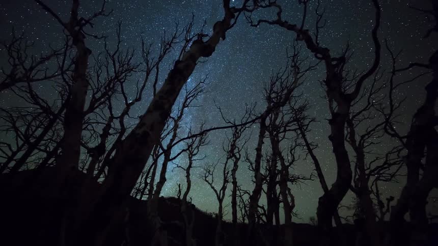 Time lapse of the silhouette of dead trees against the starry night sky