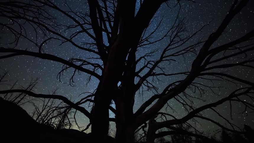 Stars in the night sky are seen through the branches of bare trees